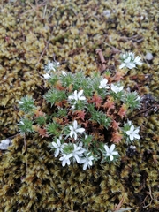 Arenaria querioides