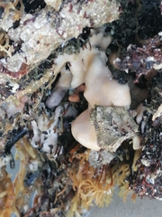 Distaplia