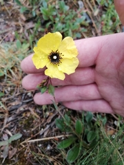 Tuberaria globulariifolia