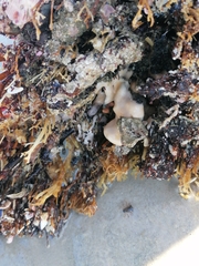 Distaplia