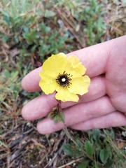 Tuberaria globulariifolia