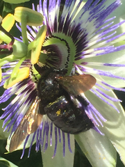 Xylocopa sonorina