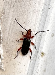 Phymatodes
