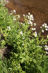 Cardamine amara
