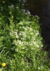 Cardamine amara