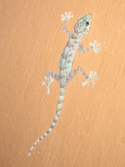 Ptyodactylus