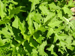 Cirsium alsophilum