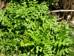 Cirsium alsophilum