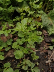 Cardamine amara