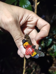 Penthicodes bimaculatus