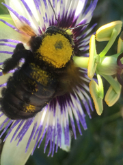 Xylocopa sonorina