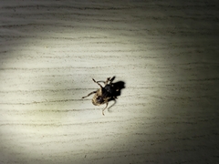 Cryptorhynchus fuscatus