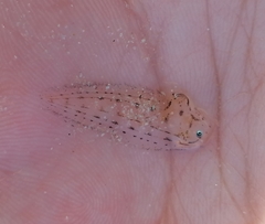 Heteromycteris capensis