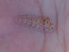 Heteromycteris capensis