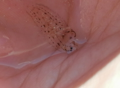 Heteromycteris capensis