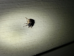 Cryptorhynchus fuscatus