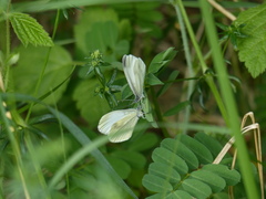 Leptidea juvernica