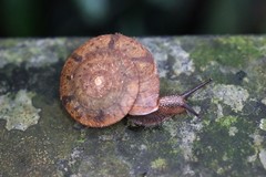 Plectotropis gerlachi