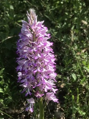 Orchis militaris