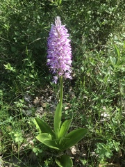 Orchis militaris