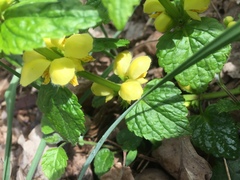 Lamium galeobdolon