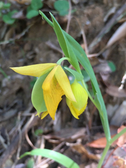Calochortus pulchellus