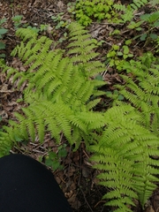 Athyrium filix-femina