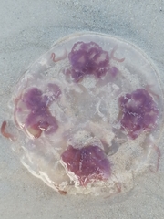 Pelagia noctiluca