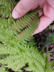 Athyrium filix-femina