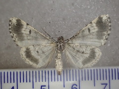 Lipogya leucoprosopa