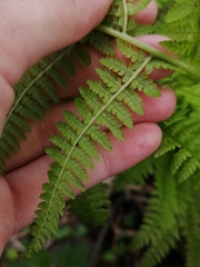 Athyrium filix-femina