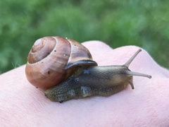 Cepaea nemoralis