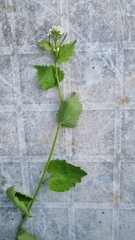 Alliaria petiolata