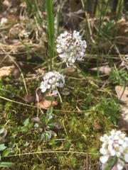 Noccaea caerulescens