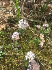 Noccaea caerulescens