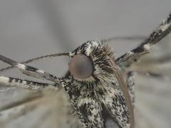 Lipogya leucoprosopa