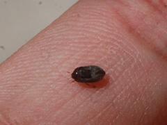 Attagenus fasciatus