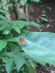 Drupadia ravindra moorei