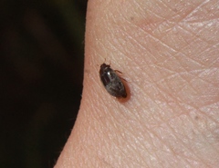 Attagenus fasciatus