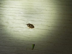 Chilacis typhae
