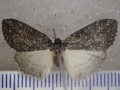 Lophosticha psorallodes