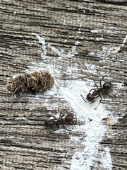 Dolichoderus thoracicus