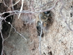 Colletes cunicularius