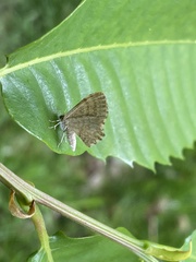 Euchoeca nebulata