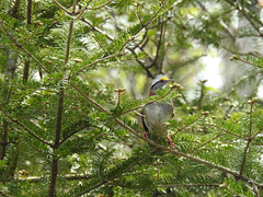 Zonotrichia albicollis image