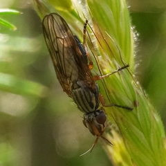 Dorycera