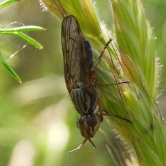 Dorycera
