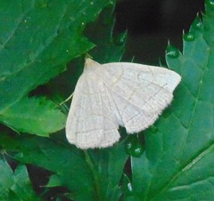 Zanclognatha pedipilalis