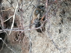 Colletes cunicularius