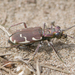Appalachian Tiger Beetle - Photo (c) Denis Doucet, some rights reserved (CC BY-NC), uploaded by Denis Doucet